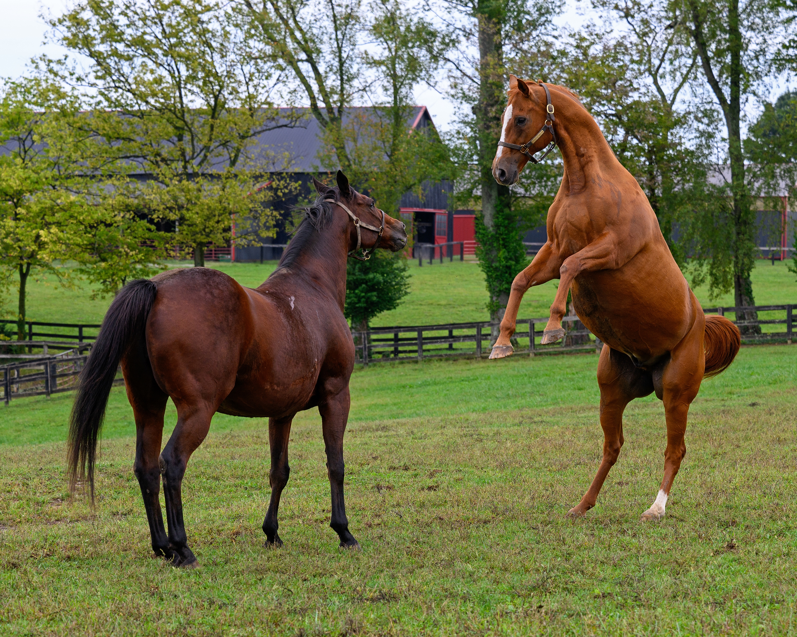Wise Dan - Horse Profile - BloodHorse