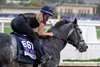 Breeders’ Cup contender Post Time gallops this morning during the exercise period at the Delmar Race Track Tuesday Oct. 29, 2024 in San Diego, CA.    Photo by Skip Dickstein 