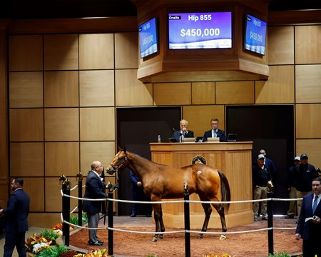 The Into Mischief full brother to graded-placed stakes winner Shoplifted consigned as Hip 855 in the ring at the Fasig-Tipton October Sale