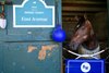 East Avenue in his stall at Keeneland in Lexington, Ky. on Oct. 15, 2024. 