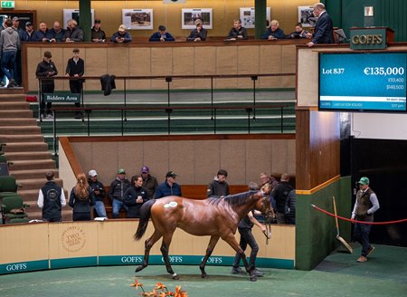 The fourth-session-topping Sioux Nation colt consigned as Lot 837 at the Goffs Orby Sale