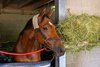 Vahva
Breeders&#39; Cup contenders at Keeneland  near Lexington, Ky., on Oct. 22, 2024. 