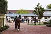 2024 Arqana October Yearling Sale
Arqana Deauville, 22/10/2024, photo: Zuzanna Lupa