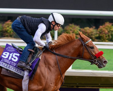 Pali Kitten’s Owners Savoring Breeders’ Cup Experience