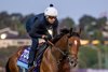 Breeders’ Cup contender Chancer McPatrick gallops this morning during the exercise period at the Delmar Race Track Wednesday Oct. 30, 2024 in San Diego, CA.    Photo by Skip Dickstein 