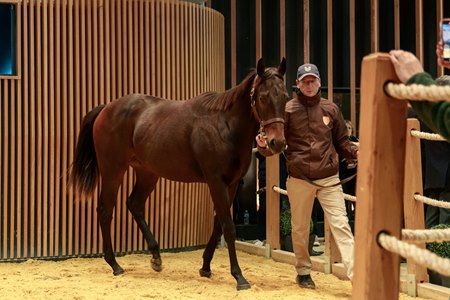 The Kingman colt consigned as Lot 13 in the ring at the Arqana October Yearling Sale