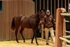 2024 Arqana October Yearling Sale, Lot 13
Arqana Deauville, 22/10/2024, photo: Zuzanna Lupa