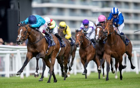 The Waco Kid (IRE) - Horse Profile - BloodHorse