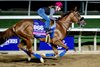 Breeders’ Cup contender Thought Process gallops this morning during the exercise period at the Delmar Race Track Tuesday Oct. 29, 2024 in San Diego, CA.    Photo by Skip Dickstein 