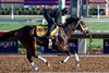 Breeders’ Cup contender Fierceness gallops this morning during the exercise period at the Delmar Race Track Wednesday Oct. 30, 2024 in San Diego, CA.    Photo by Skip Dickstein 