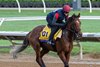 Breeders’ Cup contender City of Troy gallops this morning during the exercise period at the Delmar Race Track Tuesday Oct. 29, 2024 in San Diego, CA.    Photo by Skip Dickstein 