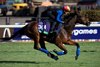 Emily Upjohn and Frankie Dettori gallop on Thursday morning at Del Mar
31.10.24 Pic: Edward Whitaker