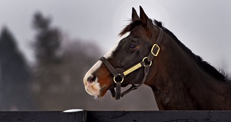 Freud at Sequel Stallions