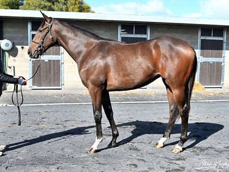 The Blue Point filly consigned as Lot 114 at the Goffs Orby Sale