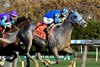 Coastal Mission wins the 2024 Forty Niner Stakes at Aqueduct Racetrack