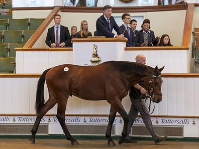 The Sea the Stars colt consigned as Lot 597 at the Tattersalls October Yearling Sale