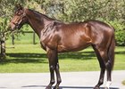 Catholic Boy at Claiborne Farm