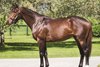 Catholic Boy at Claiborne Farm