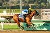 Citiezen Bull and jockey Martin Garcia win the Grade I, $300,000 American Pharoah Stakes, Saturday, October 5, 2024 at Santa Anita Park, Arcadia CA.
&#169; BENOIT PHOTO