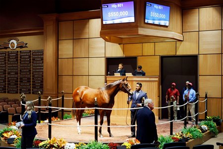 The Curlin colt consigned as Hip 801 in the ring at the F-T Kentucky October Yearling Sale