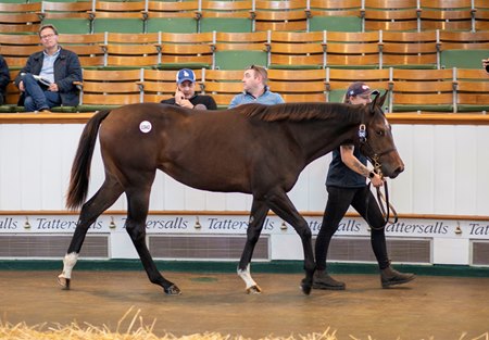 The session-topping Havana Grey filly consigned as Lot 1342 in the ring at the Tattersalls October Yearling Sale