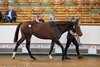 Lot 1342 Havana Grey (GB) / Ealaan (USA) B.F. (GB)   	Whitsbury Manor Stud	Amo Racing	200,000
Tattersalls 
October Yearling Sale
Book 3
17/10/2024

