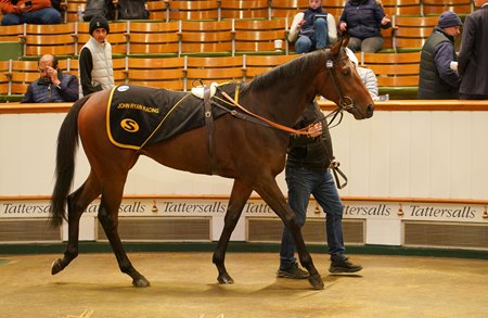 La Bellota, consigned as Lot 1129A, in the ring at the Tattersalls Autumn Horses in Training Sale