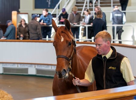 Last year a Dubawi filly out of Waldlied brought the equivalent of $1,243,837 at Tattersalls October