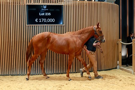 The Showcasing colt consigned as Lot 235 sells for €170,000 at the opening session of Part 2 of the Arqana October Yearling Sale