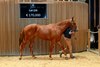 2024 Arqana October Yearling Sale, Lot 235
Arqana Deauville, 23/10/2024, photo: Zuzanna Lupa