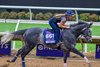 Post Time
Breeders’ Cup contenders training at Del Mar in Del Mar, California, on Oct. 28, 2024. 