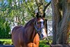 Into Mischief with stallion manager Wayne Howard
Stallions at Spendthrift Farm near Lexington, Ky., on Oct. 22, 2024. 