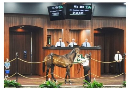 The Complexity filly consigned as Hip 459 in the ring at the OBS October Yearling Sale