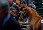 2024 Arqana October Yearling Sale
Arqana Deauville, 24/10/2024, photo: Zuzanna Lupa
