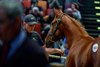 2024 Arqana October Yearling Sale
Arqana Deauville, 24/10/2024, photo: Zuzanna Lupa