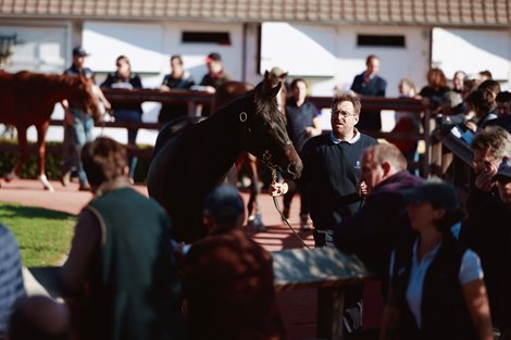 Sister to Maltese Cross Among Arqana October Highlights