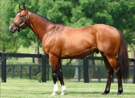 Debut runner Book Value Is Mandaloun's First Winner