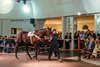 2024 Arqana, The Arc Sale, Lot 41
Ramadan