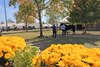 Scenics,  2024 Fasig-Tipton October Sale,