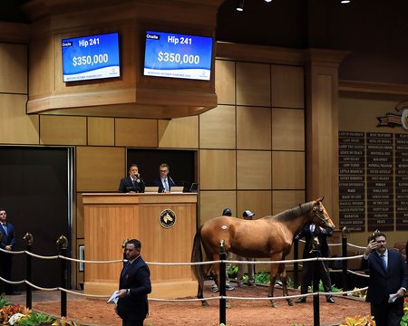 The Into Mischief colt consigned as Hip 241 in the ring at the Fasig-Tipton's Kentucky October Yearlings Sale