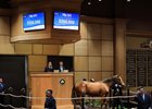 Hip 241, 2024 Fasig-Tipton October Sale