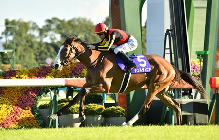 Cervinia wins the Shuka Sho at Kyoto Racecourse