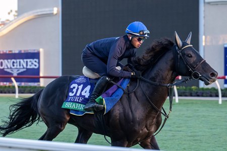 Shahryar trains for the 2024 Breeders' Cup at Del Mar
