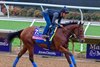 Non Compliant
Breeders’ Cup contenders training at Del Mar in Del Mar, California, on Oct. 28, 2024. 