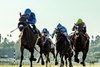 CJ Thoroughbreds&#39; Hang the Moon and jockey Kazushi Kimura, left, win the Grade II $200,000 Rodeo Drive Stakes Saturday, October 5, 2024 at Santa Anita Park, Arcadia, CA.
Benoit Photo