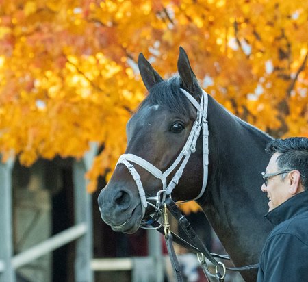 Fierceness at the Oklahoma training track at Saratoga Race Course