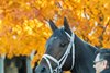 The fall colors are ablaze in the background of Breeders’ Cup Classic contender Fierceness before he went to the to the track at the Oklahoma Training Center Friday October 25, 2024 in Saratoga Springs, N.Y. for his final work before shipping to California.    Photo by Skip Dickstein 