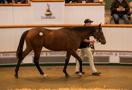 The Siyouni half sister to group 1 winner Ylang Ylang in the ring at the Tattersalls October Yearling Sale