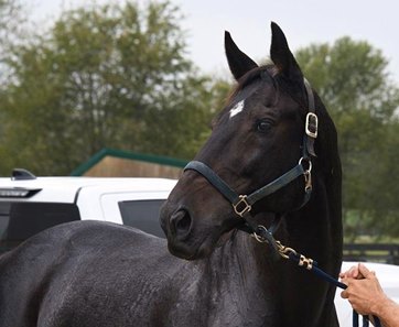 Cozmic One at Old Friends