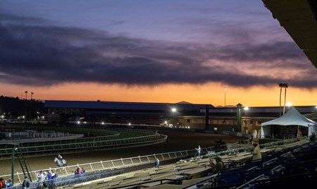 Seize the Grey - Horse Profile - BloodHorse